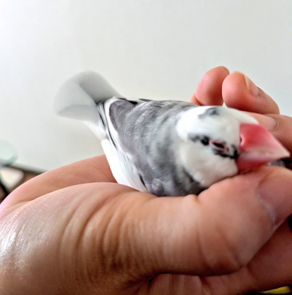 Q41910519's tweet photo. 文鳥の日🤲🕊️
「手にしあわせ」なのに…
すぐ尻尾ブーン…😭
なかなか抱っこ出来ない🥲 https://t.co/A3TK5SnS0A