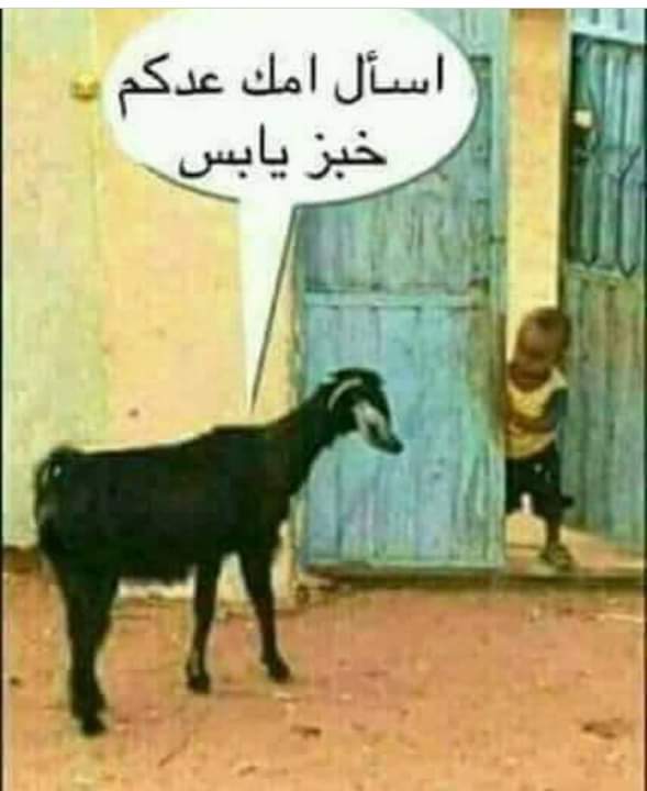 الماعز هو الحيوان المفضل لدي