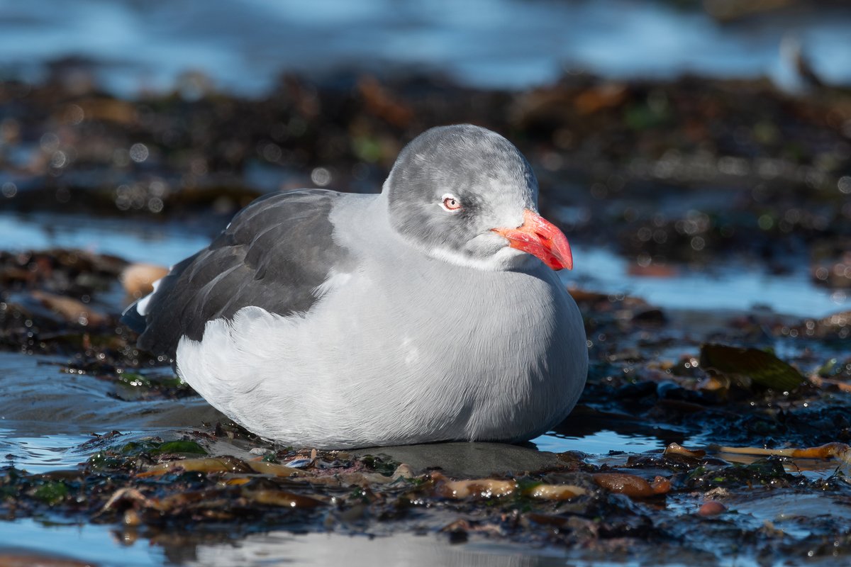 #TaxoJueves #Marinos

Gaviota Gris (Leucophaeus scoresbii)