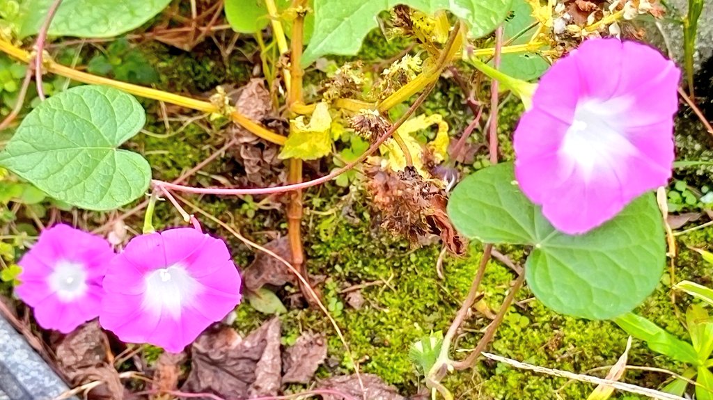 今夏の酷暑を乗り越えたアサガオの花 その最後の一輪が遂に散った 正直