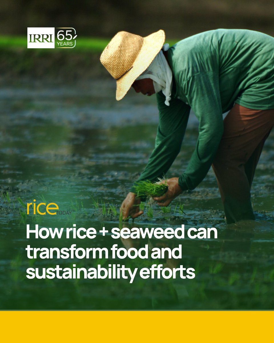 IRRI 🌾 tweet media
