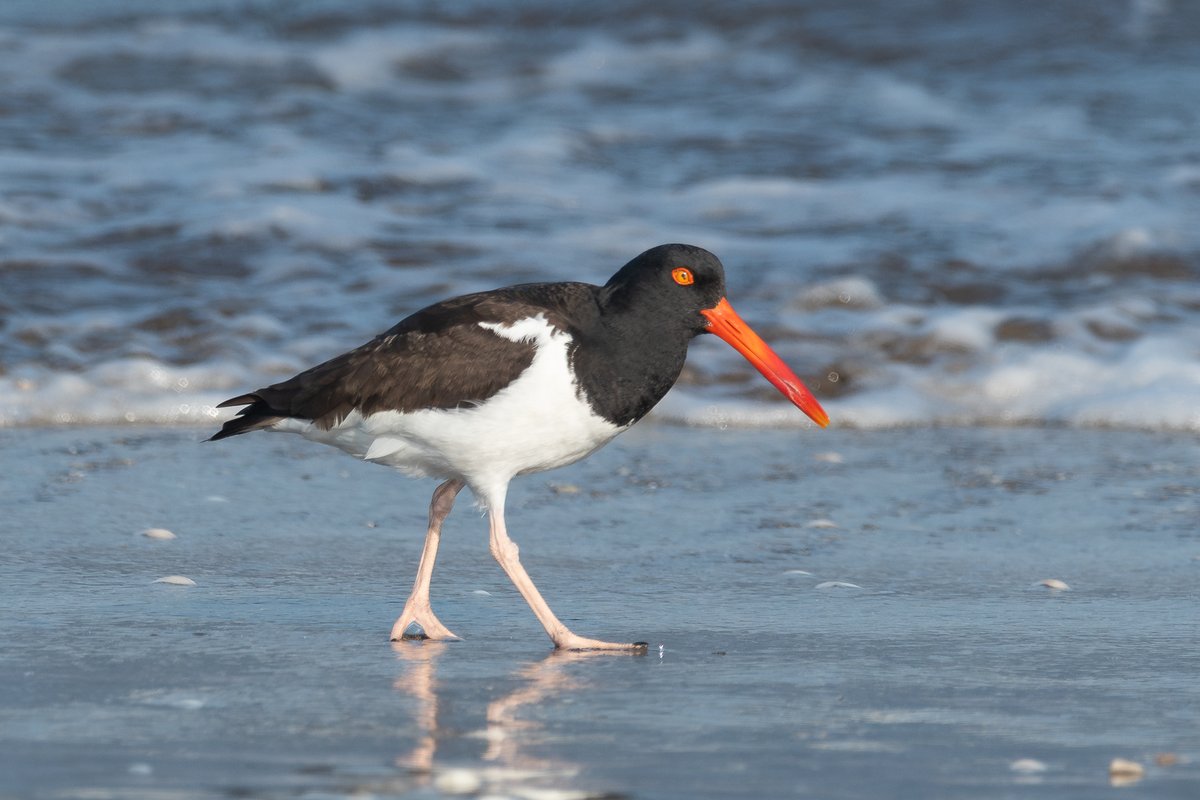 #TaxoJueves #Marinos

Ostrero Pardo (Haematopus palliatus)