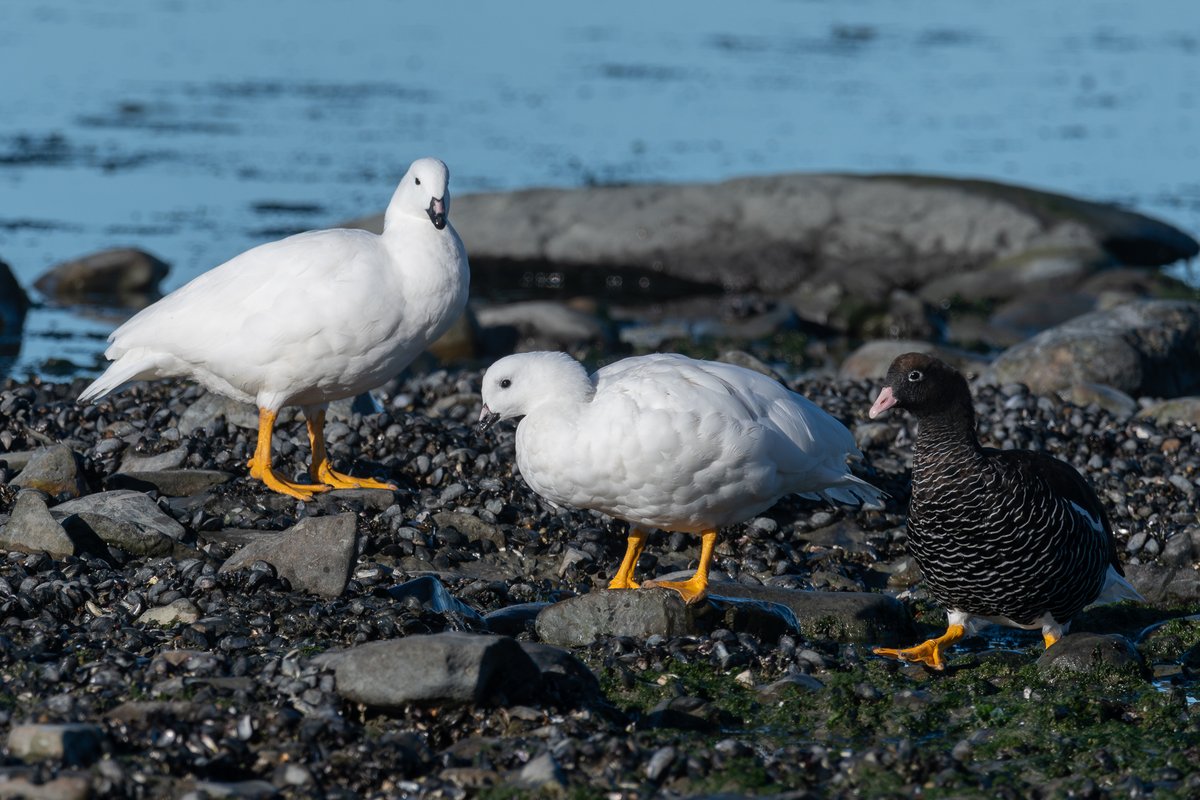 #TaxoJueves #Marinos

Caranca (Chloephaga hybrida)