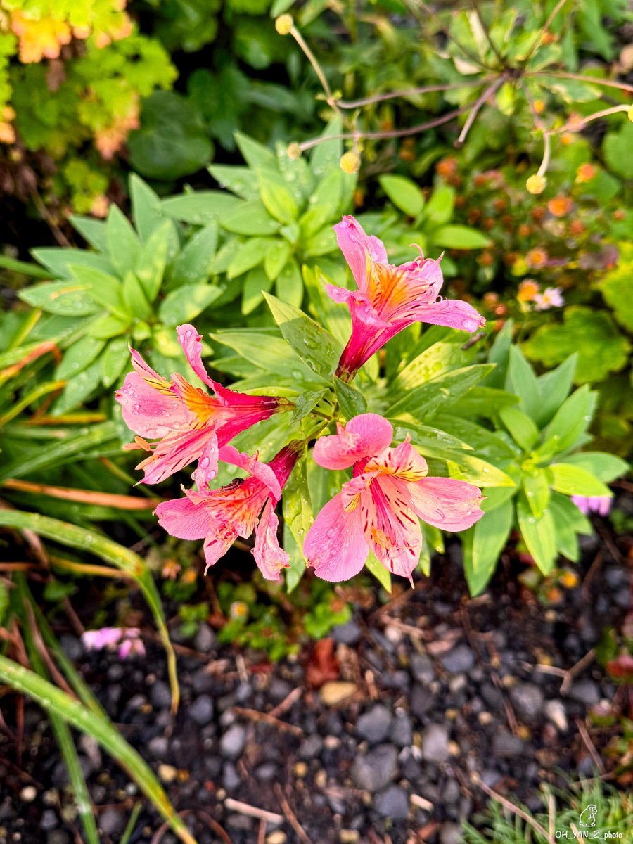 𝙊𝙃_𝙔𝘼𝙉_𝙕_津軽 on X