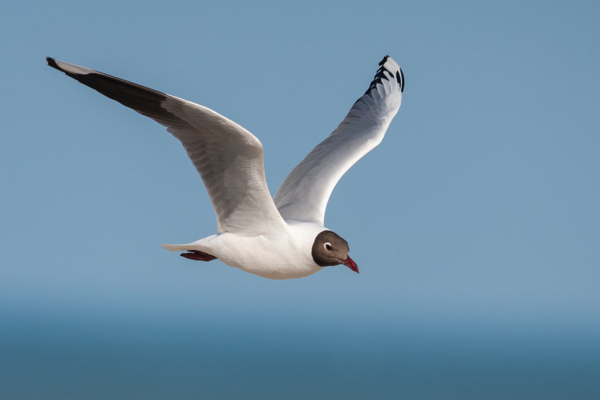 #TaxoJueves #Marinos

Gaviota Capucho Café (Chroicocephalus maculipennis)