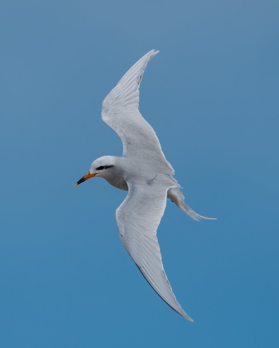 #TaxoJueves #Marinos

Gaviotín Lagunero (Sterna trudeaui)