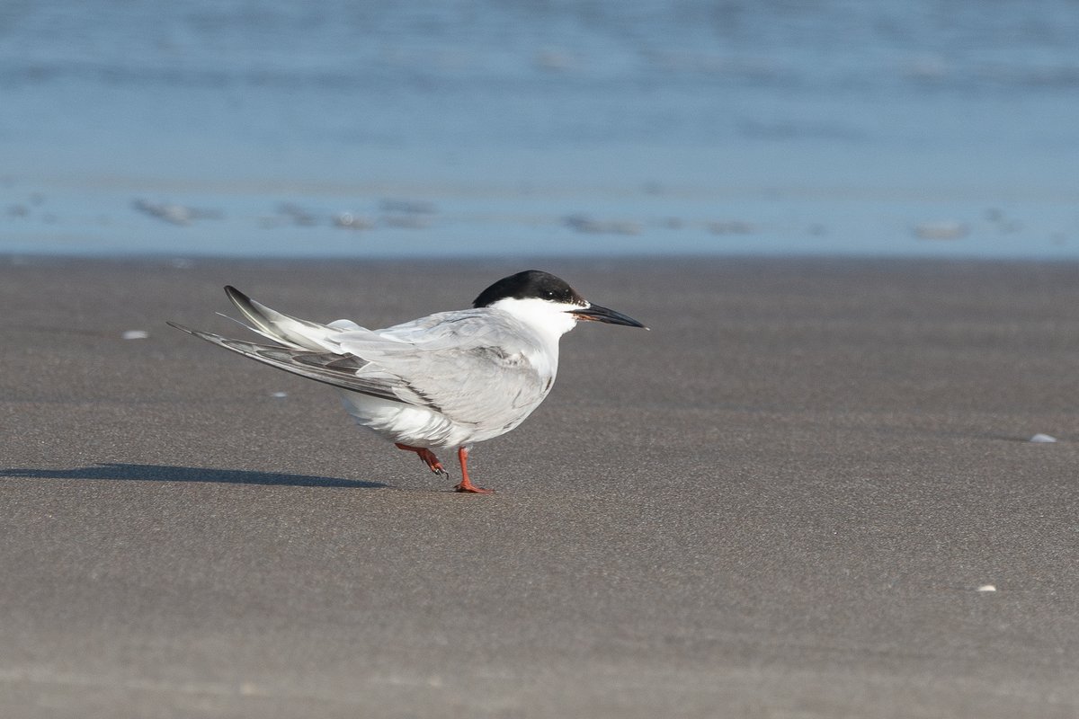#TaxoJueves #Marinos

Gaviotín Golondrina (Sterna hirundo)