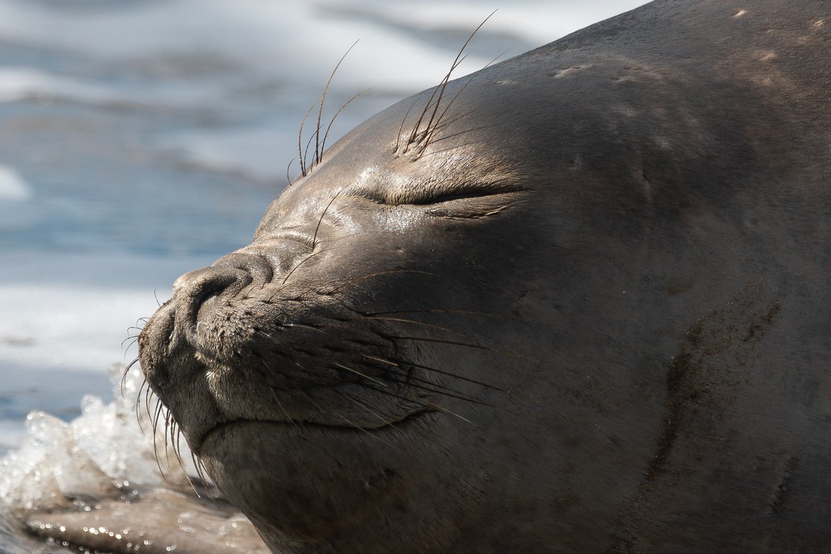 Y cierro mi #TaxoJueves de #Marinos con uno que NO es un ave:

Elefante Marino del Sur (Mirounga leonina)