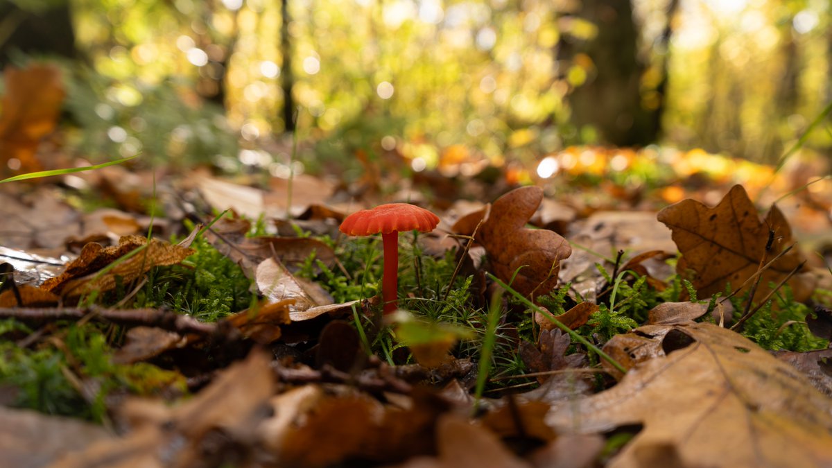 skunke7's tweet photo. Went to the forest with my camera https://t.co/N3A3LM6I75