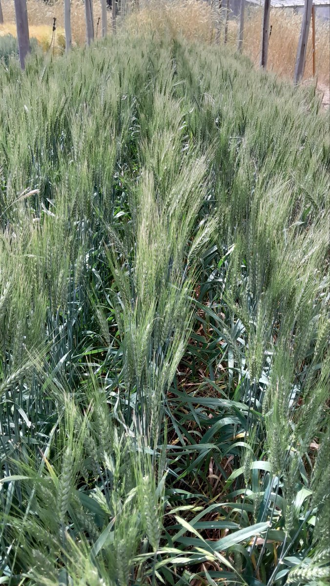 Cereales y Oleaginosas _UNSL tweet media