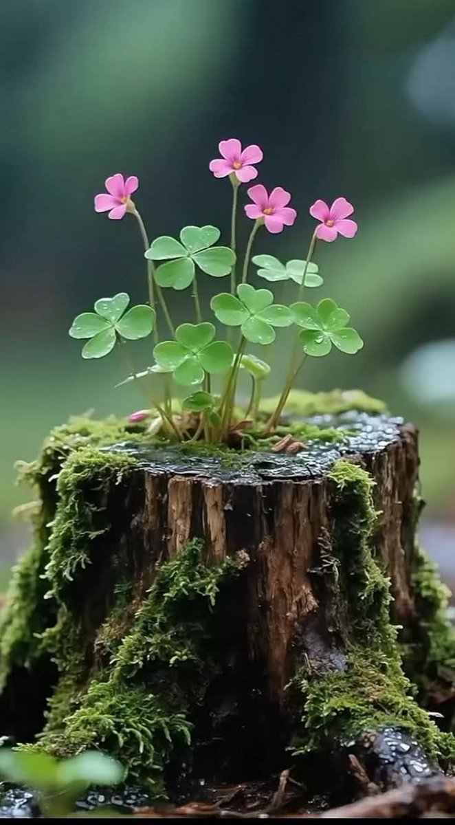 ज़मीन और मुक़द्दर की एक फ़ितरत है,,
के जो भी बोया वो ही हुबहू निकलता है...!!
जय श्री राधे..!!
Good morning X mate 
have a great day 🫶🫶