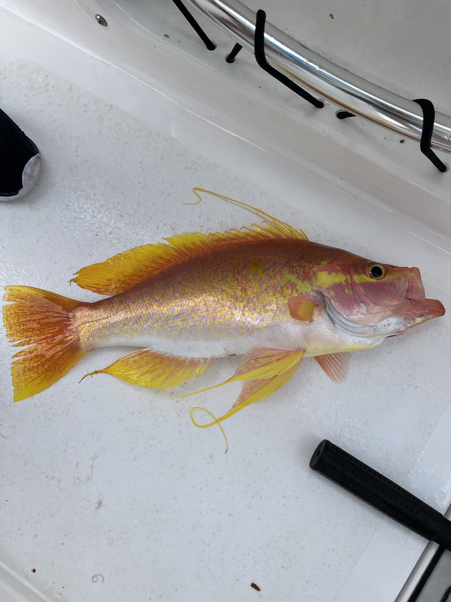 Long tailed sea bass yesterday, almost unheard of on floridas east coast. Gorgeous fish!
