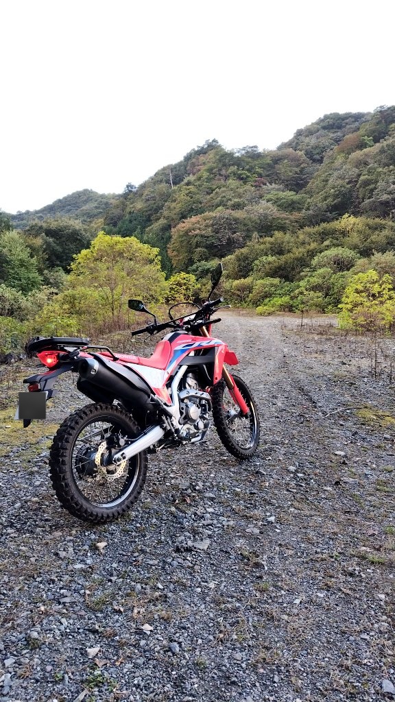 今年は鹿をたくさん見かけます🦌