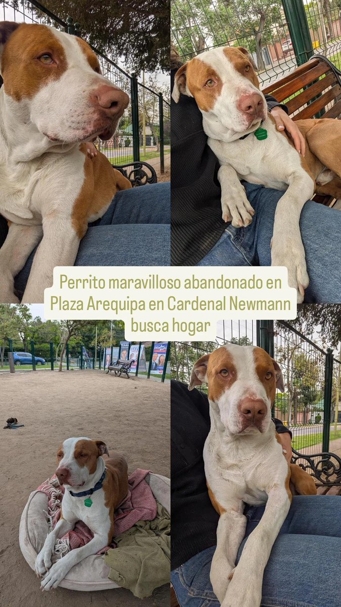 Chicos por favor compartir, pueden cambiarle la vida a un perrito