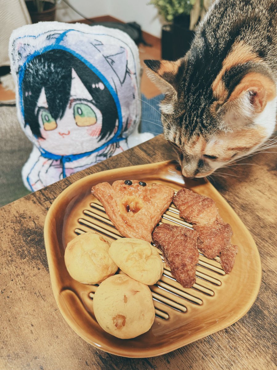 雨の日のねこ様♡ありがとうございます♡ 花笠菊 のせ猫 250904 - YouTube