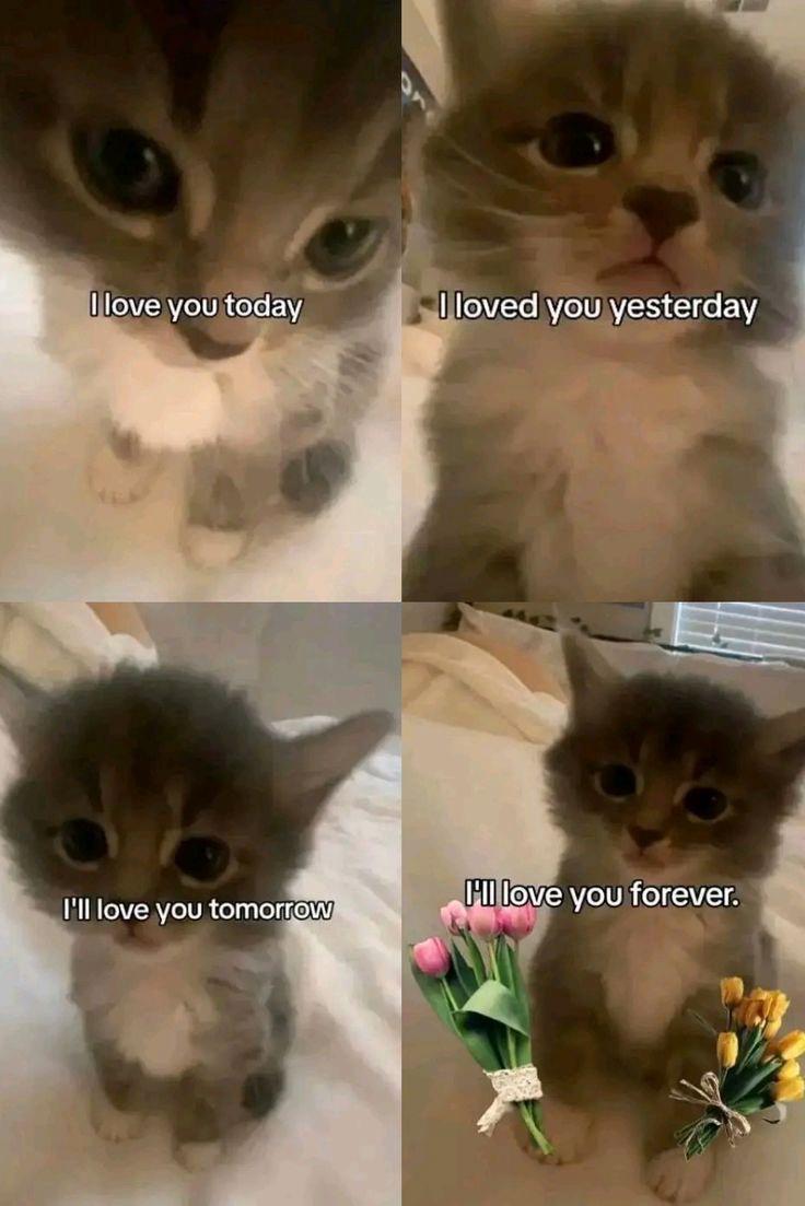 only cute things (@cutedreamvibes) on Twitter photo 