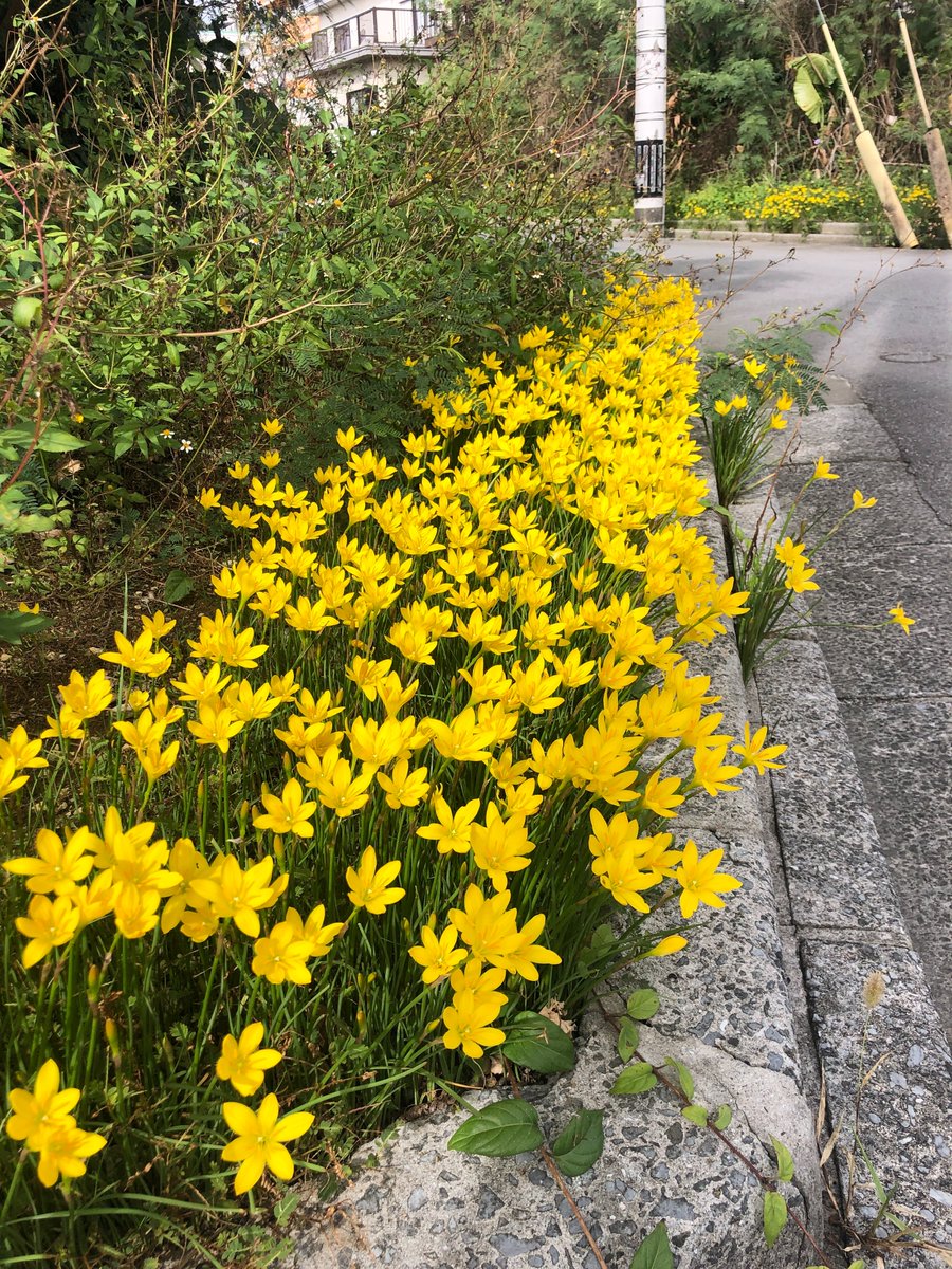 好きな花。
家の周り、あちこちでたくさん咲いている。
誰が植えたわけでもなく。
年に数度、長雨のあとに咲く印象。
風に揺れている様がいじらしい。