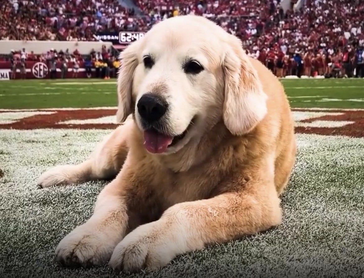 We are all in love with Peter.. and Mitch and Beau are going to steal our hearts.. but we owe a belly rub to our original sugar face.. the goodest boy Ben 💙 #wemissyou #theOG #goldensrock <a href="/CollegeGameDay/">College GameDay</a> <a href="/NFLonPrime/">NFL on Prime Video</a> <a href="/KirkHerbstreit/">Kirk Herbstreit</a>
