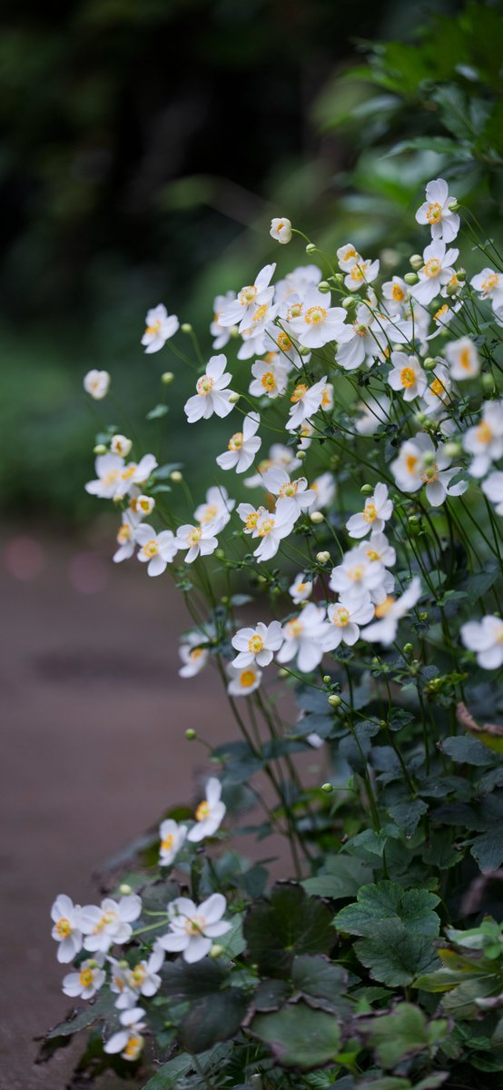 みかん（S） on X