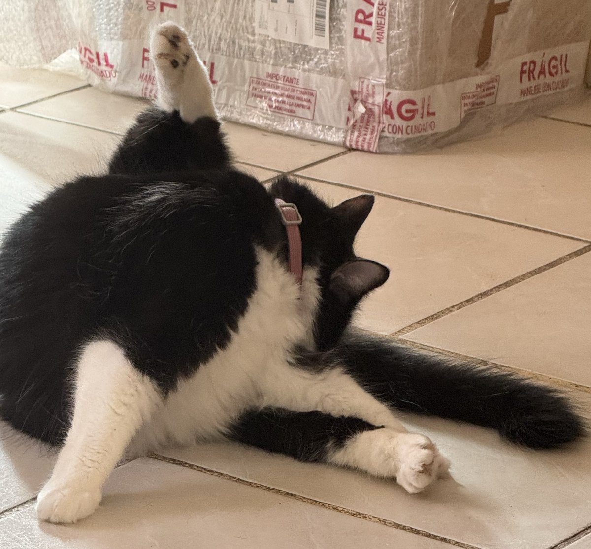 Ya en vivo

Twitch/HeyPriss