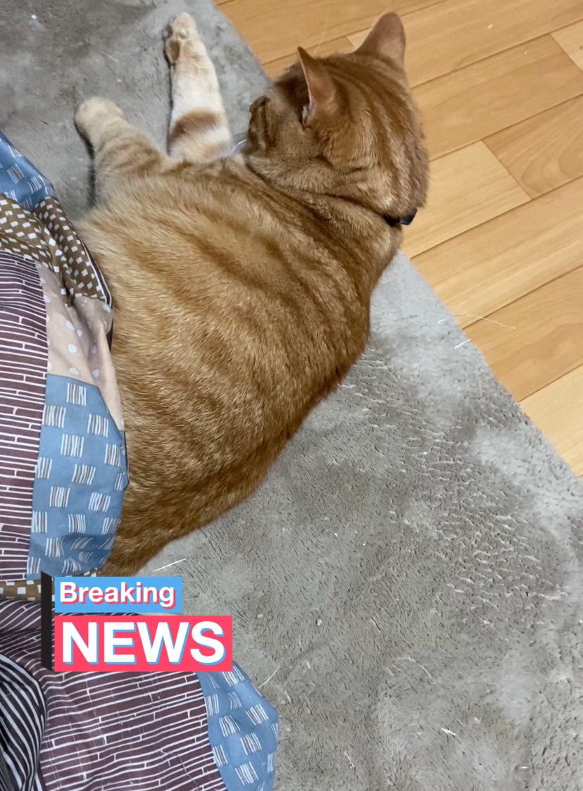 neko🍀幸せ屋さん on X