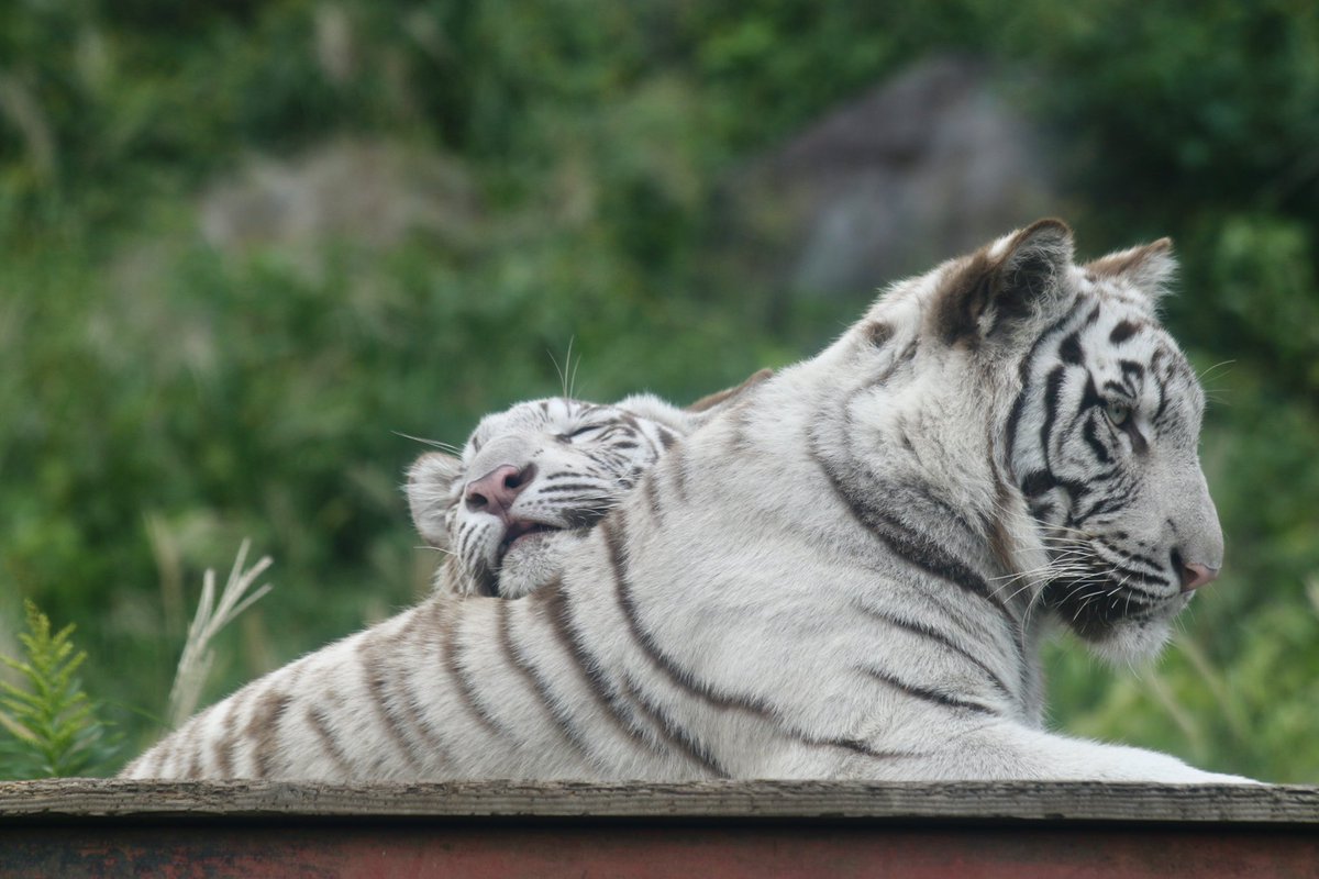 J***ページ ノリ on X