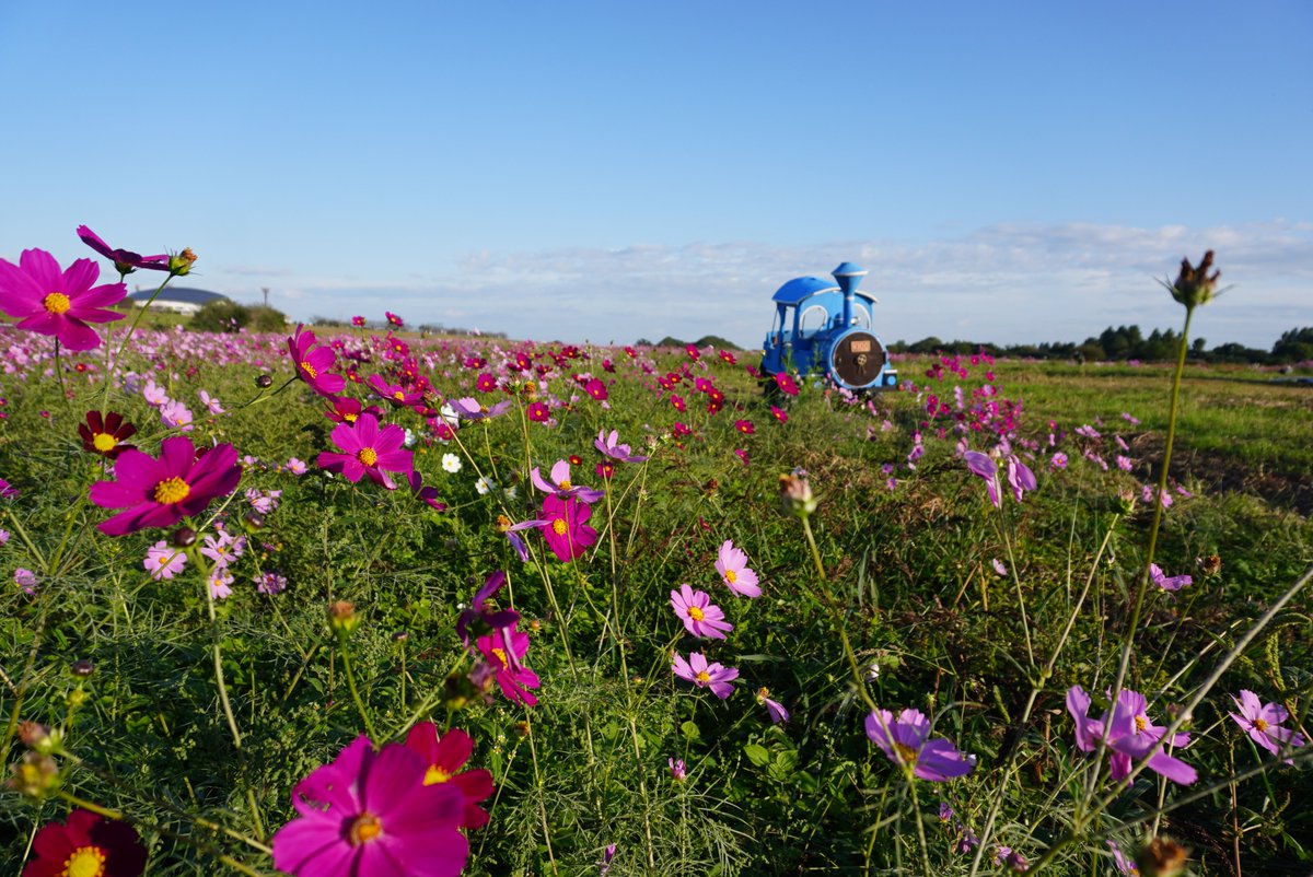 コスモスページです！ 波豆川コスモス | Phantom Gourmet 時々 Bike ZX-10RtypeJK