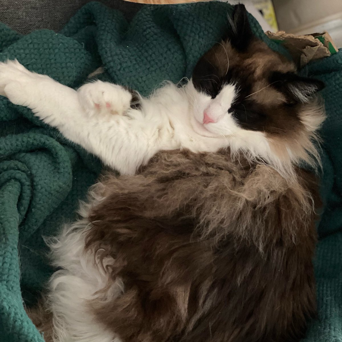 kelly2819's tweet image. Dreaming 💭 of Caturday…
@tippyandmerle 
Please support Tippy! Any amount donated is greatly appreciated…thank you 💕!! gofund.me/dc346b011
#Thursday #Dreaming #Floofy #FloofyCat #CatsOfSanFrancisco #RagdollCat #AdoptDontShop #RescueCat #TippyAndMerle #MeowMeow
