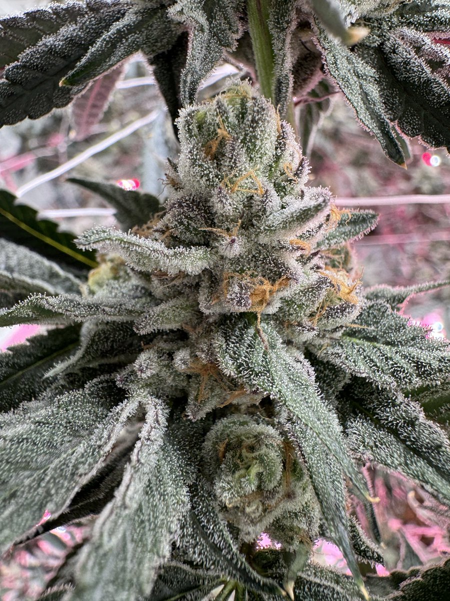 D-Lish (Zkittlez x Sweet Retreat)
Bred by <a href="/FiyaFarmer/">FiyaFarmer</a> 🧬
42 days 🌺 can’t wait to get this one in my lungs