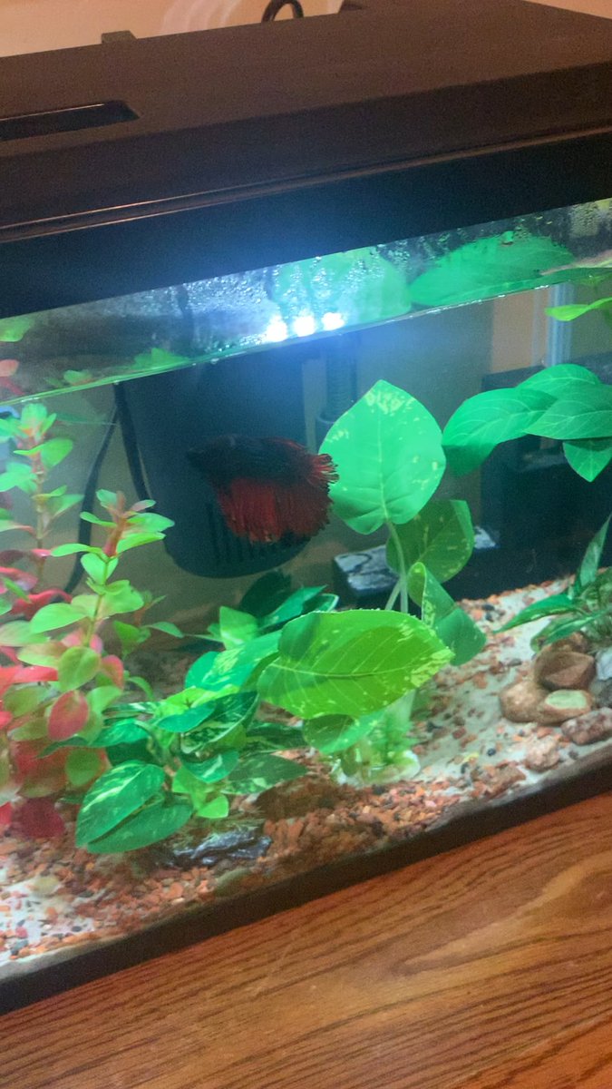 Betta Fish: Bettas like star wars???
 
flakefood.com/790272/betta-f…
 
#BettaFish
