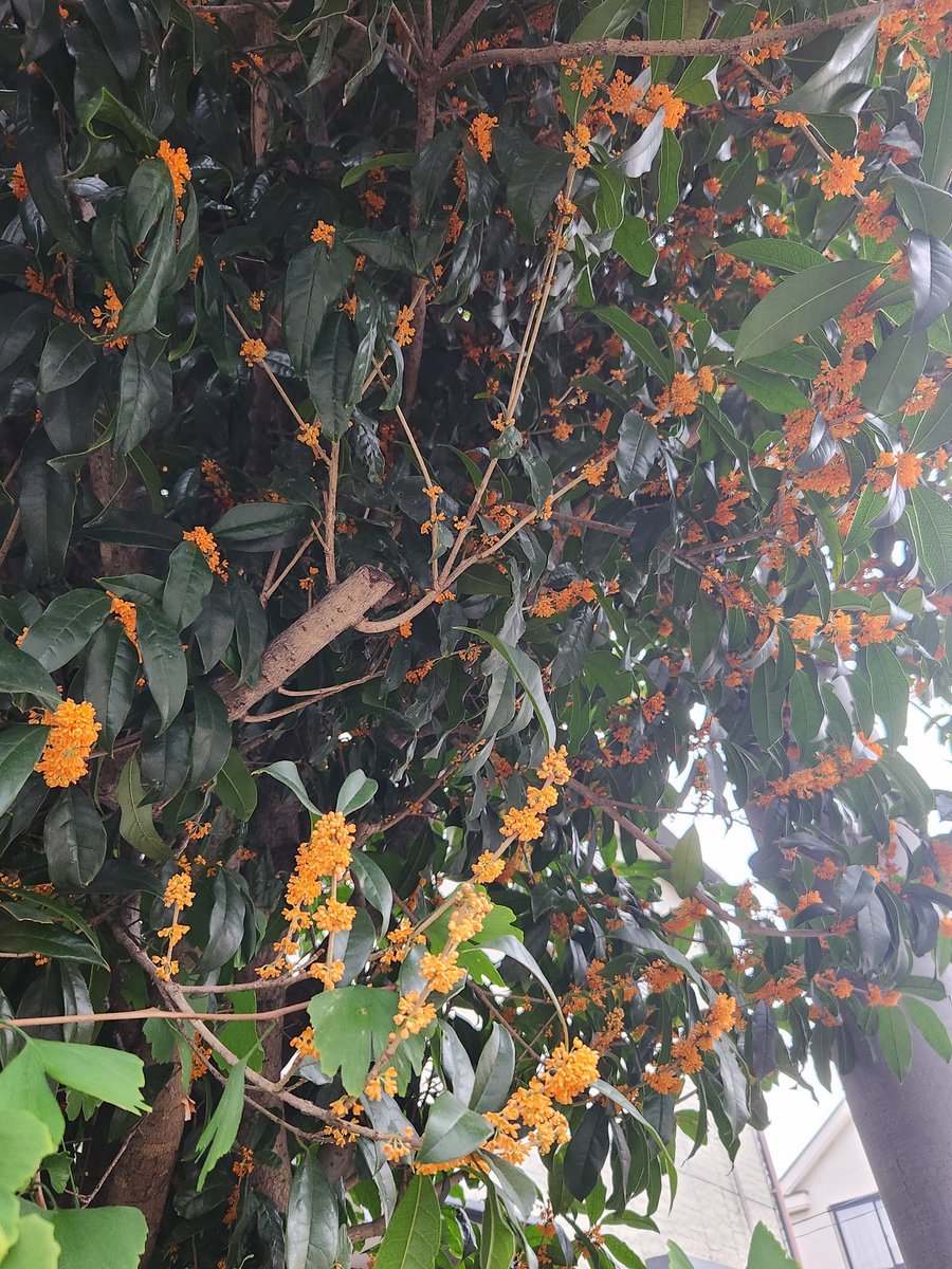 小さい秋みーつけた！めっちゃいい香り〜