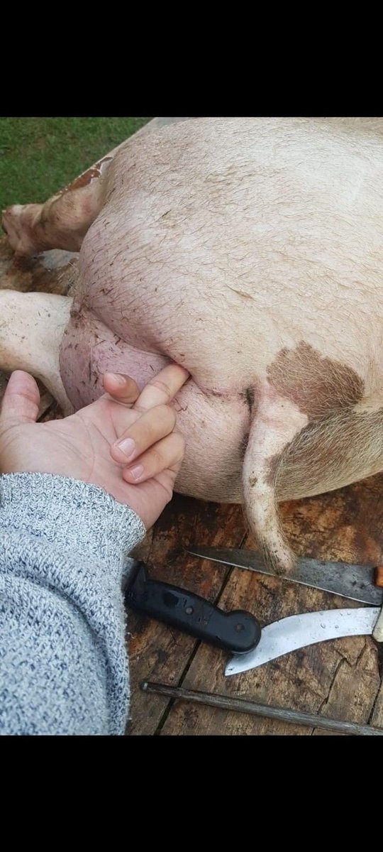 A LDU com o Palmeiras kkkkkkkk