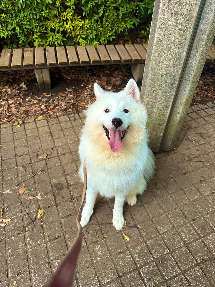 さだはる サモエド☆さだはる (@sadaharu__0905) / Posts / X