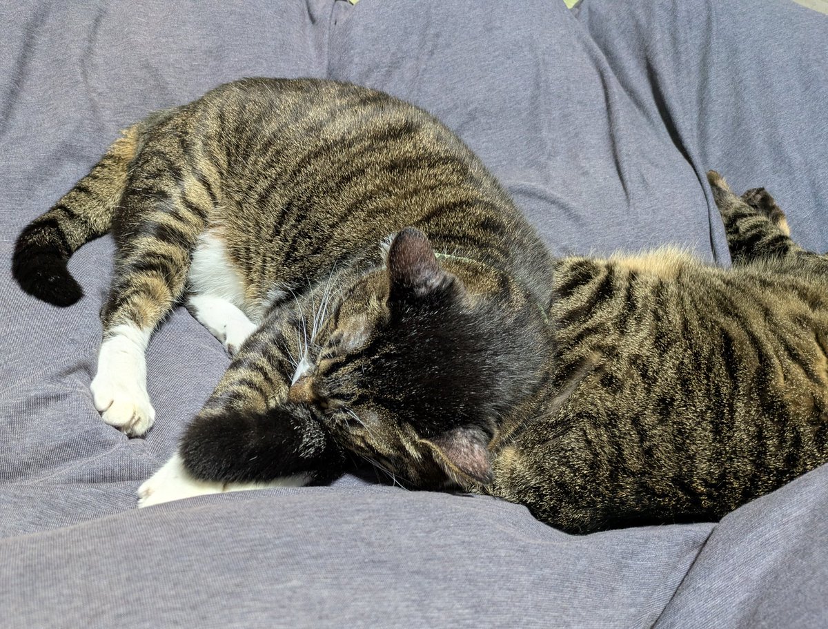 Bears kitchen いわさきちより ねこ Bears kitchen いわさきちより