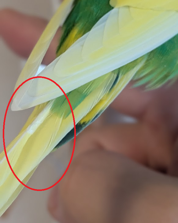 やまとんVer2@インコとバイクと時々キャンプ (@yamatonja