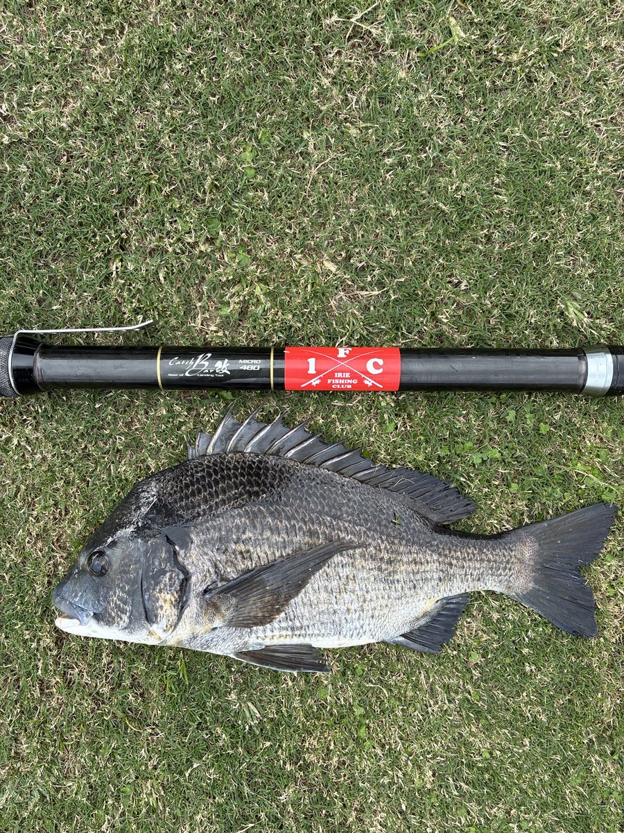 バーニーのMOTTO BASS ＆ 巨大ブラックバス バーニーのMOTTO BASS ＆ 巨大ブラックバス バーニーのMOTTO BASS