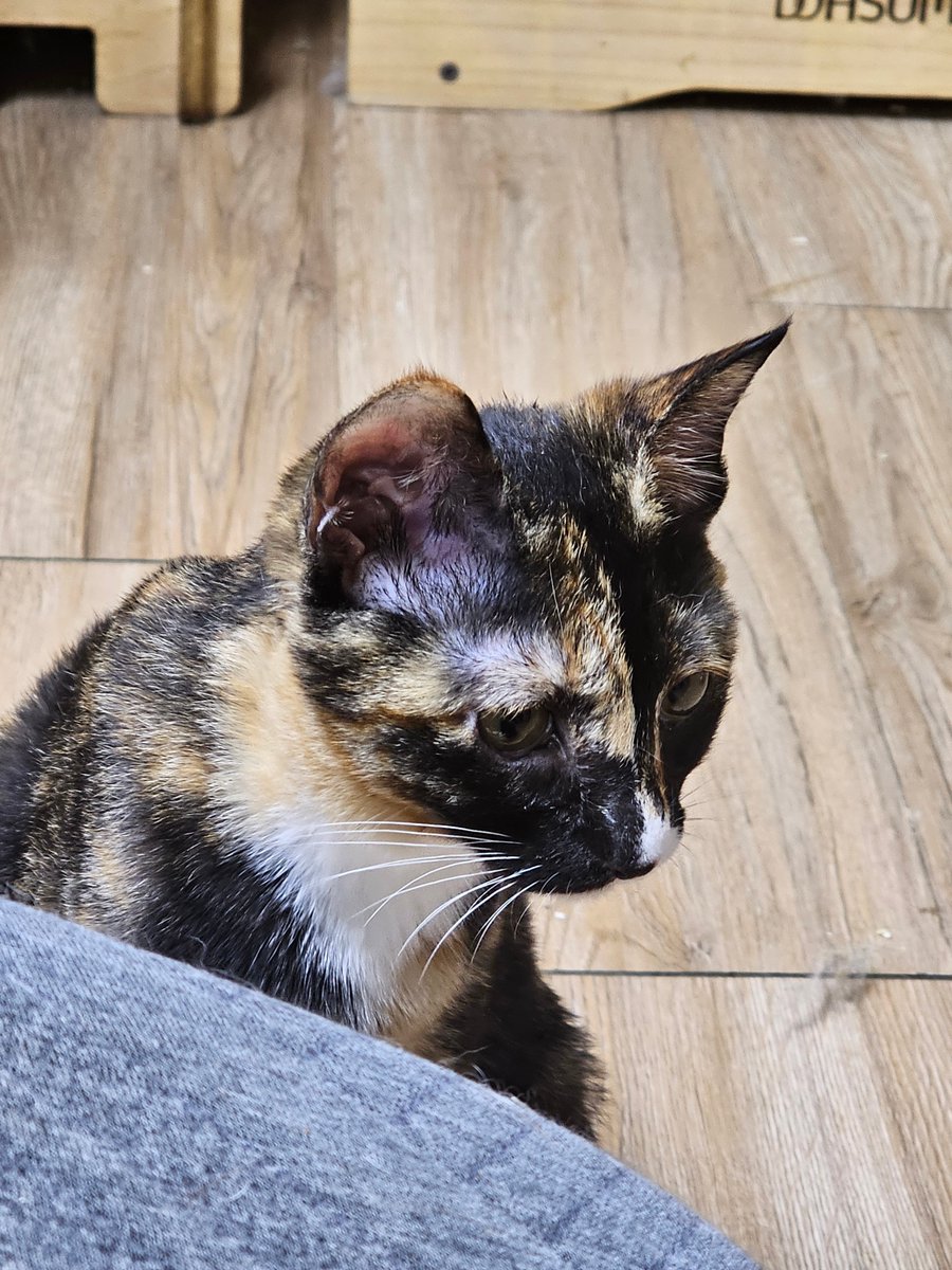 nomorelostpets's tweet image. 서울 도봉구 도봉극동아파트(도봉역 인근)에서 유실된
카오스 아기 고양이 금별이를 찾아요!

금별이 현재 4개월 아기 고양이 입니다...
조금만 관심 부탁드려요!
@grace_happydog