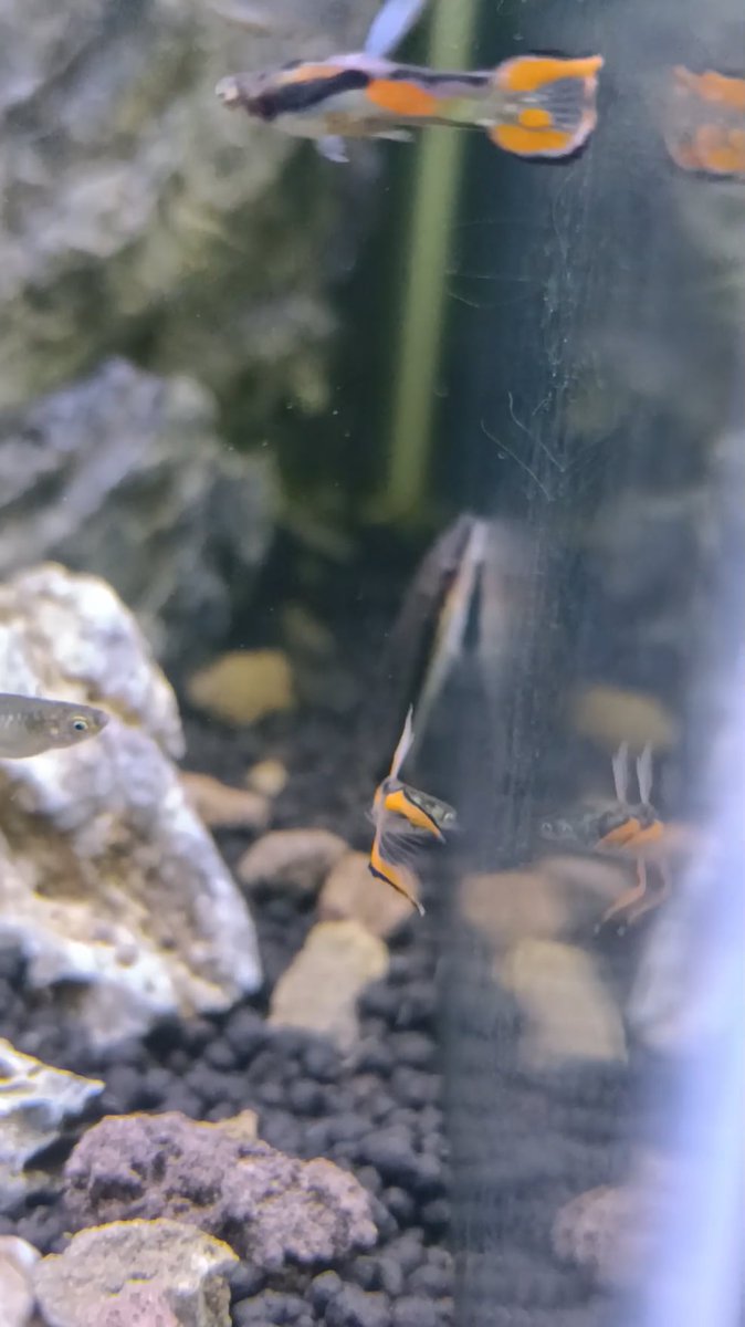 #Aquariums: why is lil bro tweaking?
 
flakefood.com/790275/aquariu…