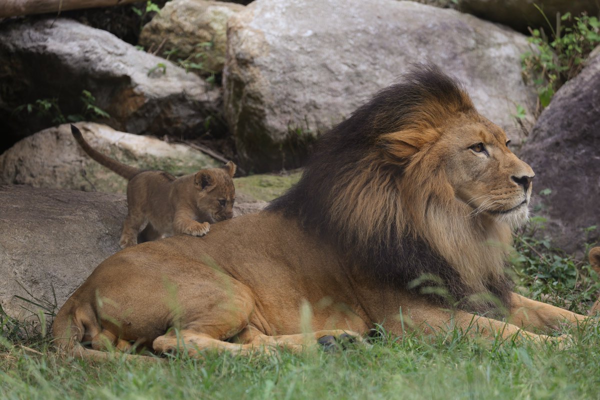 しばライオンページ けーすけ on X