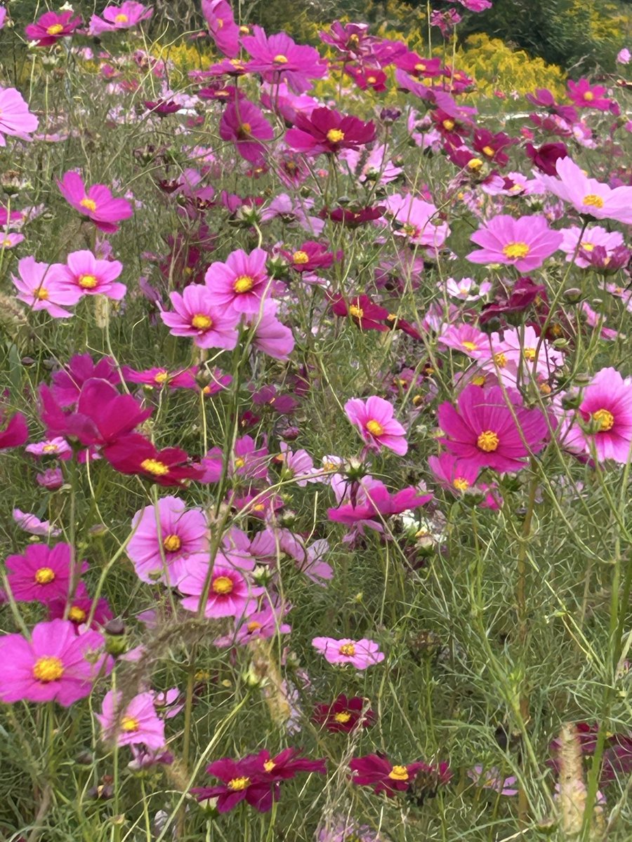 🐒ちゃーちゃん on X