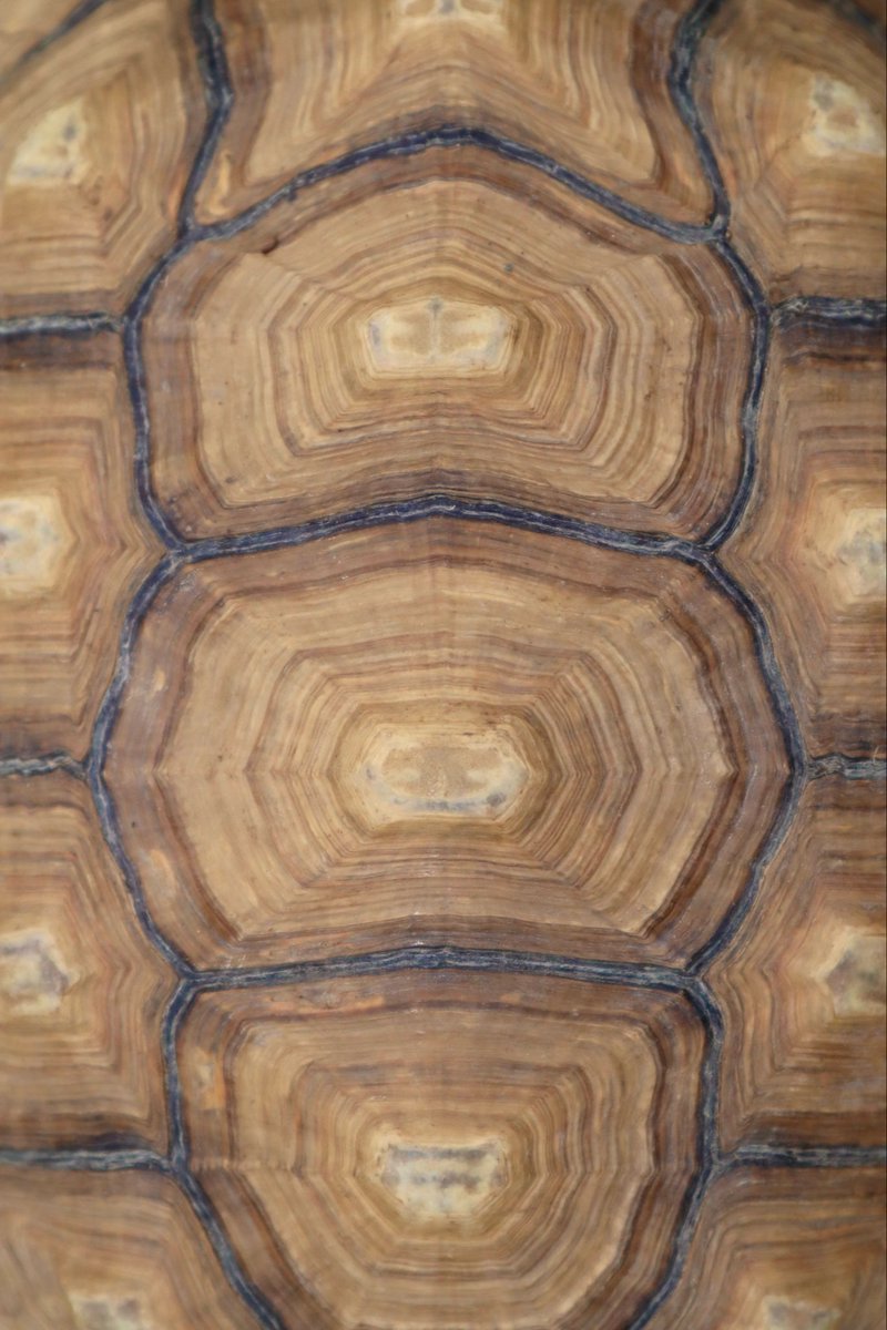 【新品未使用】daum ウミガメ 新品未使用】daum ウミガメ