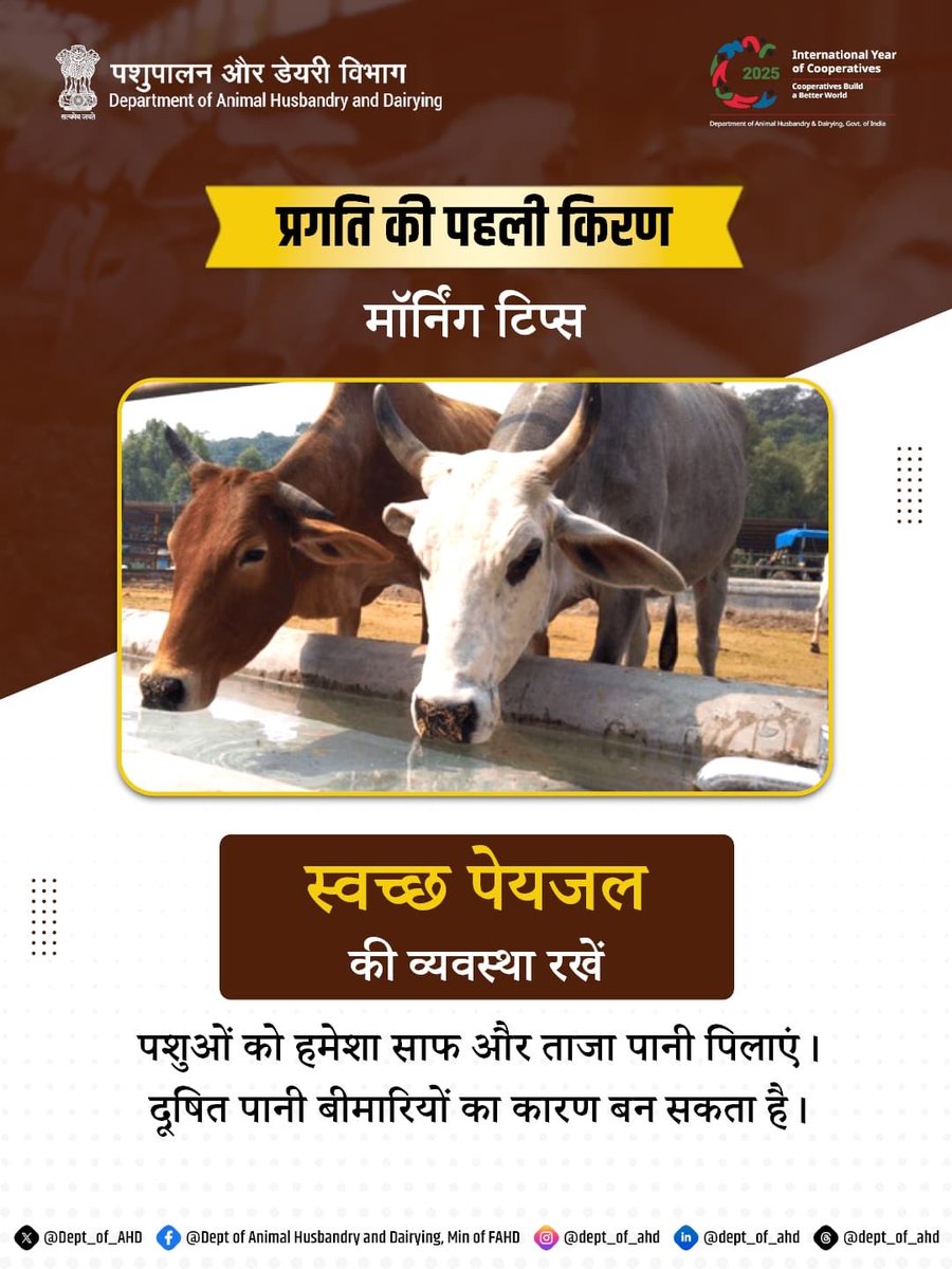 Dept_of_AHD's tweet photo. पशुओं को साफ और ताजा पानी पिलाना उतना ही जरूरी है जितना अच्छा चारा देना। दूषित पानी बीमारियों का कारण बन सकता है, जिससे पशुओं की सेहत और उत्पादन दोनों पर असर पड़ता है।
#PragatiKiPehliKiran #MorningTips #AnimalHealth #CleanWater #RuralProgress #DAHDIndia https://t.co/hsOg2wsAQC