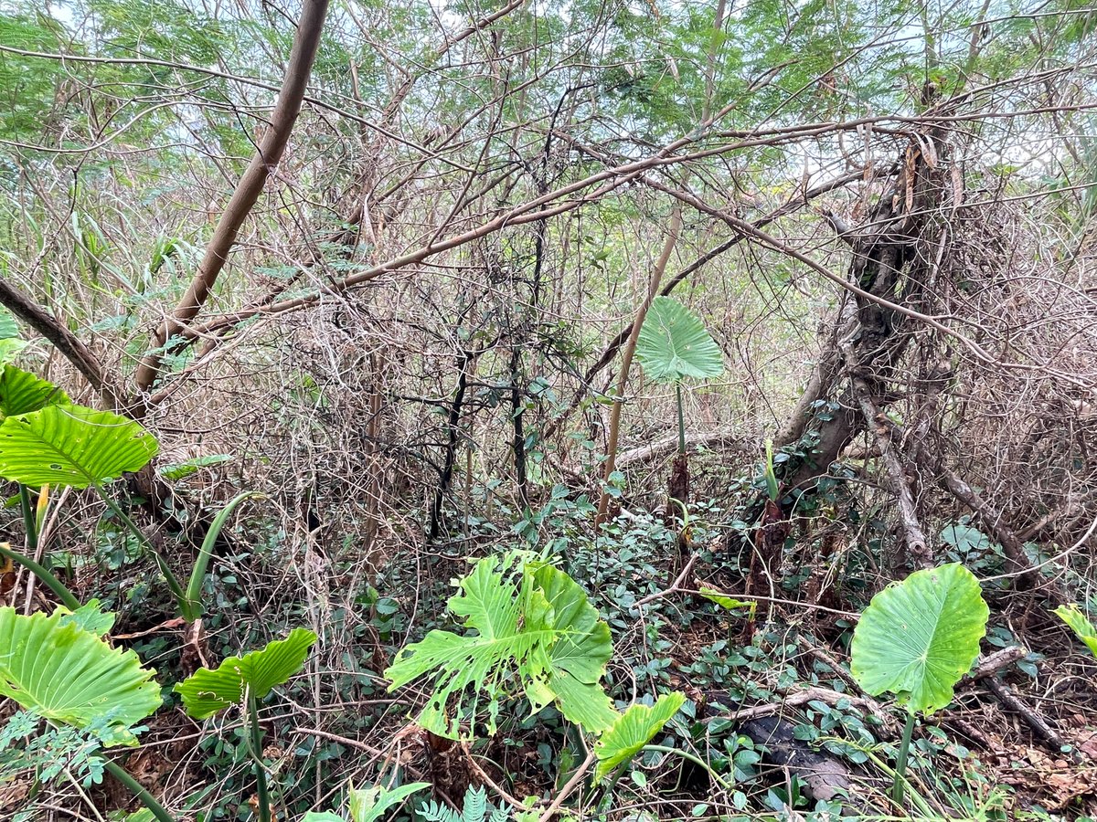 fujukan's tweet photo. 最近、臨時休館させていただいているのは安全面への考慮のためです。
大雨が降ると南側の斜面が崩れ、木が倒れています。石垣も崩れ始めています。
臨時休館以外の時でも、なるべく石垣付近には近寄らないようにお願いします。 https://t.co/j6stTUtSXZ