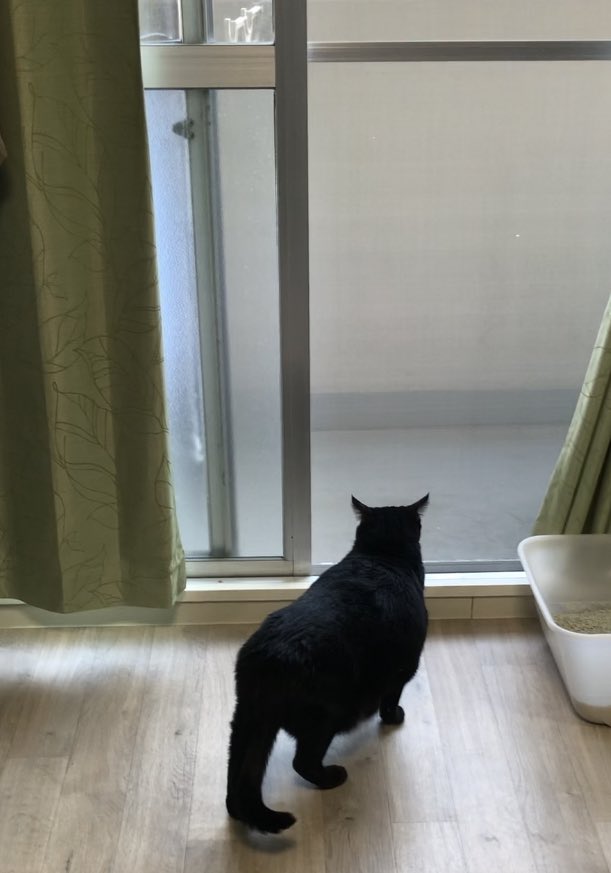 きのうの雲ひとつない
お空にのぼっていったP助
ルナ君は見送ってるのかな🐈‍⬛
外見てるだけかにゃ？
P助またねー✨
てんこ盛りのゴハンとおやつを土産にPちゃんのところに着いたかな🌈