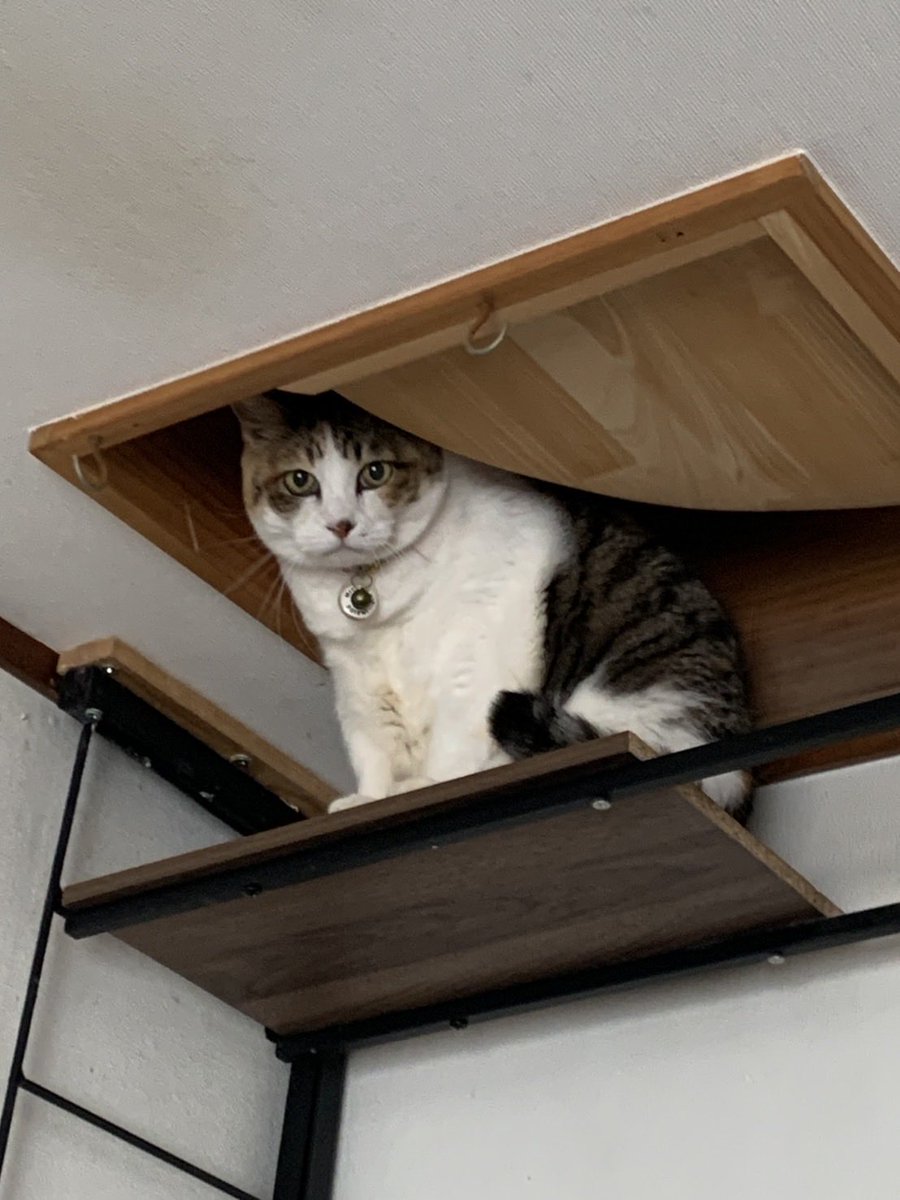 くろねこページ 08618367873065315501.jpg