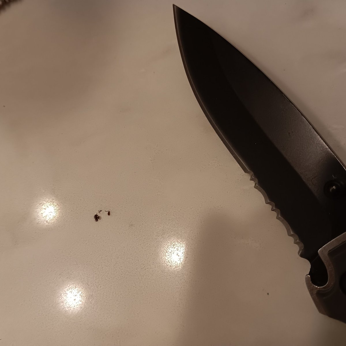 Just MERKED this tick I found on me. I have no love for a bloodsucking thug.