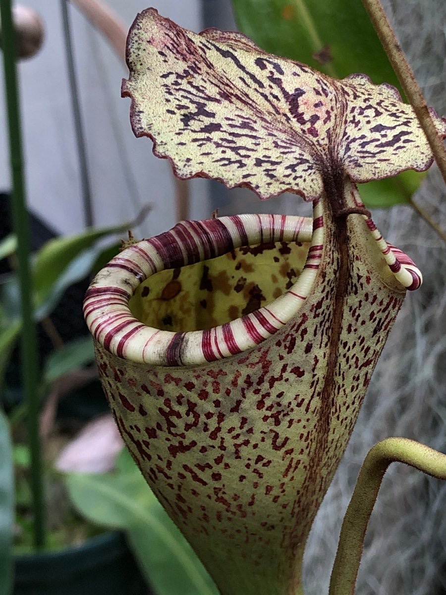 箱根湿生花園 on X