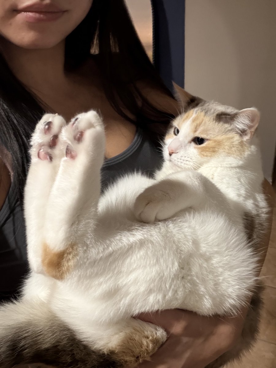 fatfatpankocat's tweet image. Having a pet cat is so fun
