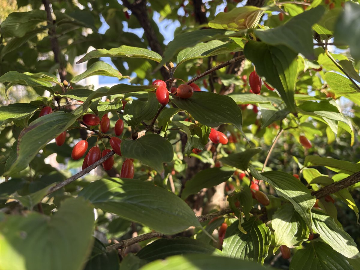 아침 햇살이 맑고 상쾌하다!
가을이 우리 곁에 왔슴을...
가을의 꽃과 열매...🍂