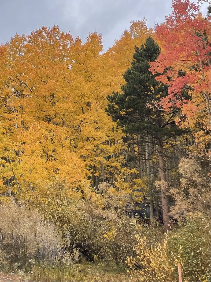 sheri_lynn95252's tweet image. Good night @carlaensaar97 here’s a picture from our trip to Carson City and Lake Tahoe yesterday hope you enjoy the #FallColors have a great Friday!🤗